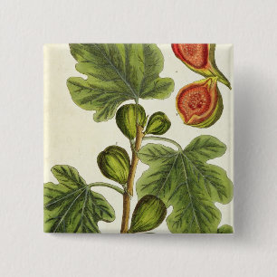 The Fig Tree, plate 125 from 'A Curious Herbal', p 2 Inch Square Button