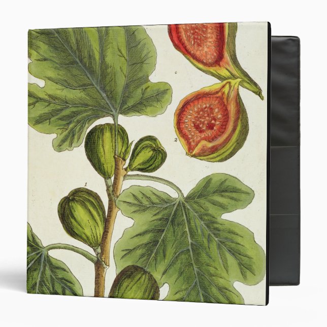 The Fig Tree, plate 125 from 'A Curious Herbal', p Binder (Front/Inside)