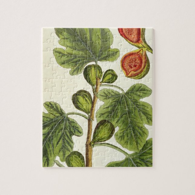 The Fig Tree, plate 125 from 'A Curious Herbal', p Jigsaw Puzzle (Vertical)