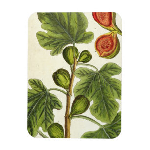 The Fig Tree, plate 125 from 'A Curious Herbal', p Magnet