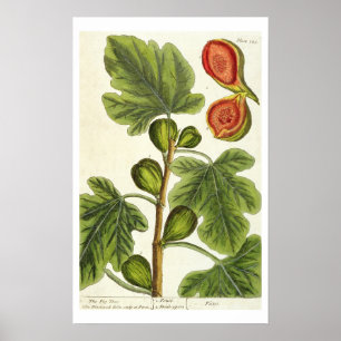 The Fig Tree, plate 125 from 'A Curious Herbal', p Poster
