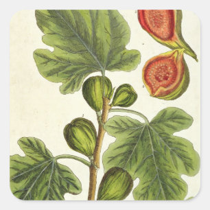 The Fig Tree, plate 125 from 'A Curious Herbal', p Square Sticker
