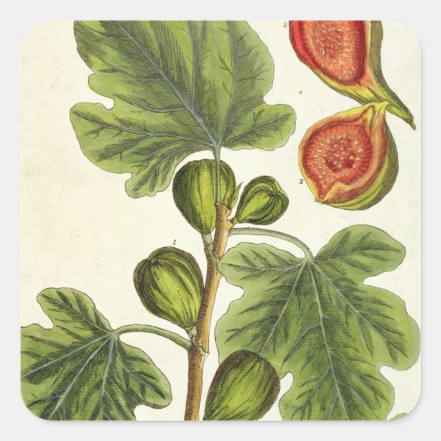 The Fig Tree, plate 125 from 'A Curious Herbal', p Square Sticker (Front)