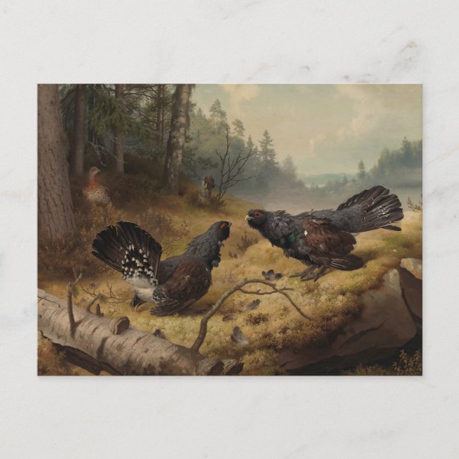 The Fighting Capercaillies by Ferdinand von Wright Postcard (Front)