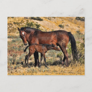 The First Day Postcard