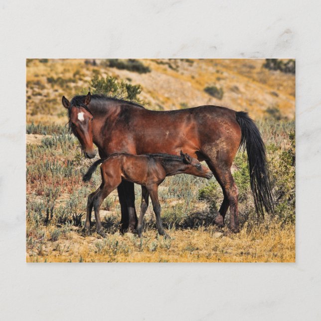 The First Day Postcard (Front)