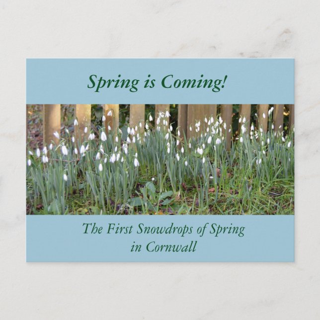 The First Snowdrops of Spring in Cornwall Postcard (Front)