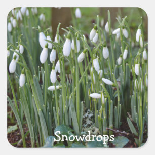 The First Snowdrops of Spring in Cornwall Square Sticker