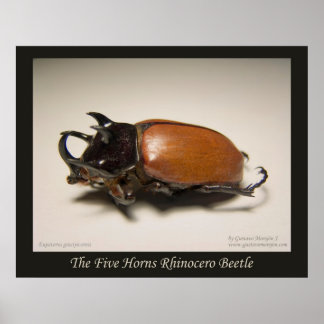 The Five Horns Rhinocero Beetle Poster