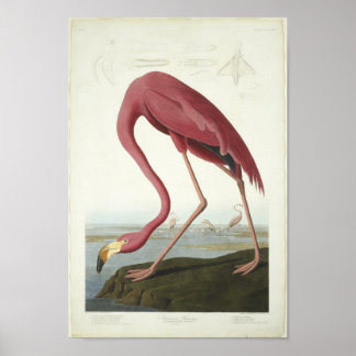 The Flamingo Takes a peek Poster