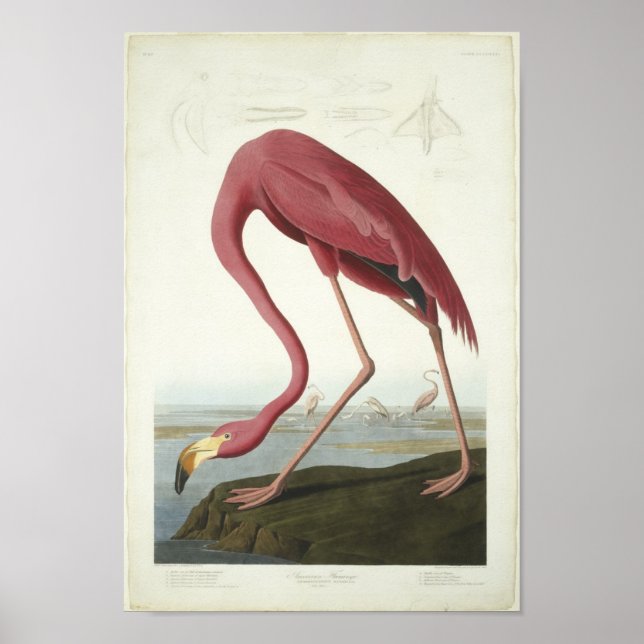 The Flamingo Takes a peek Poster (Front)