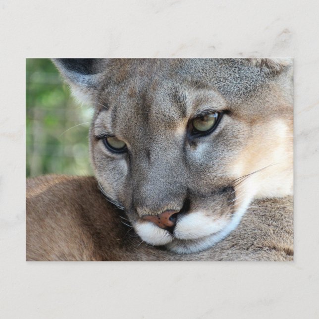 The Florida Panther - Learning Postcard (Front)