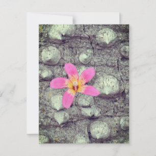 The floss silk tree. Ceiba speciosa. Poster Postcard