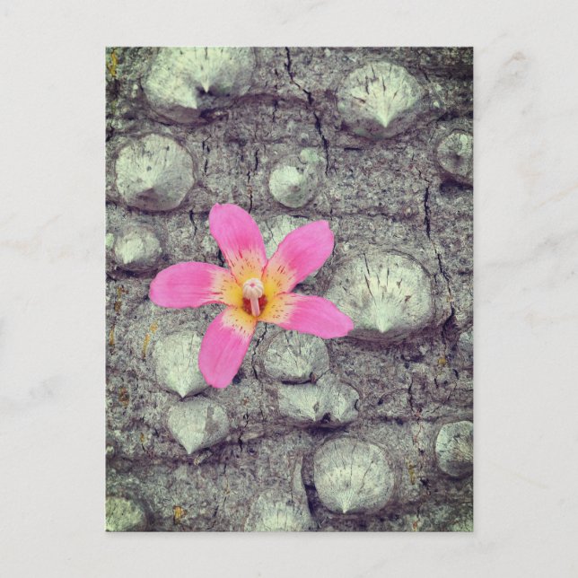 The floss silk tree. Ceiba speciosa. Poster Postcard (Front)