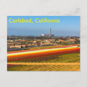 The flower fields postcard
