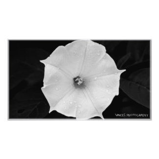 The Flower Photo Print