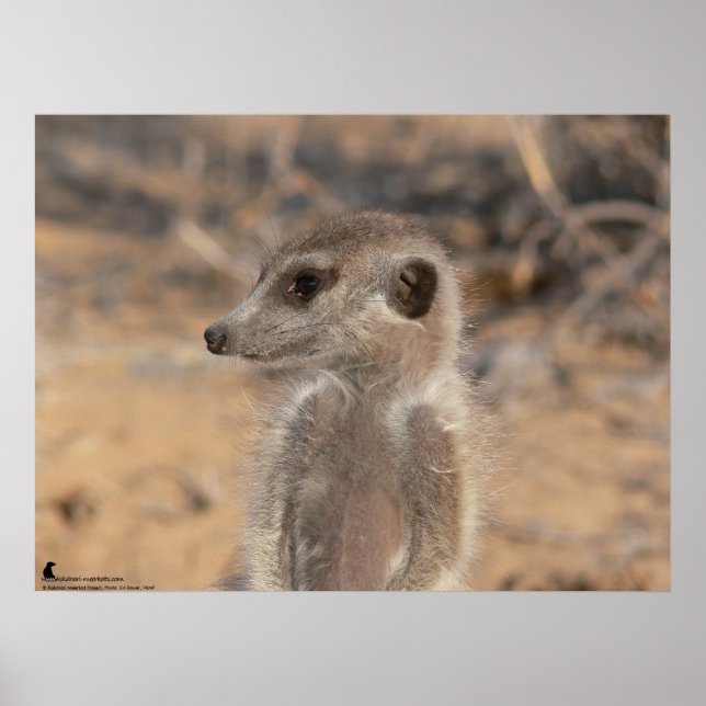 The Fluffernutter Collection - Daydreaming Poster (Front)