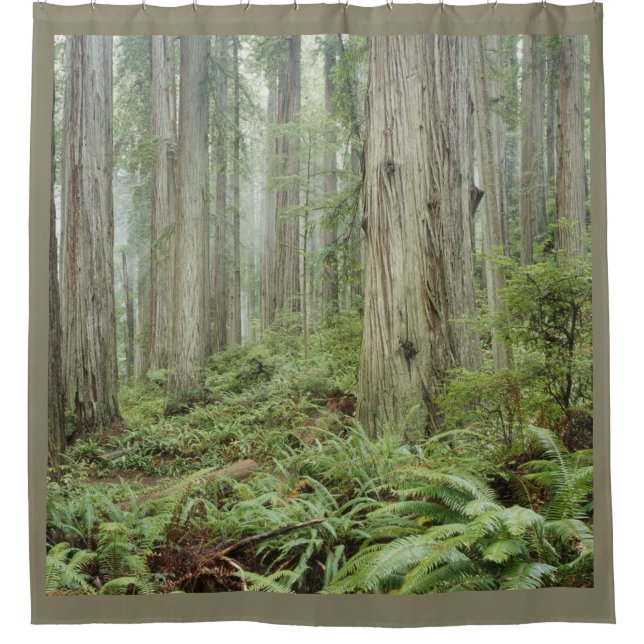 THE FOREST (Front)