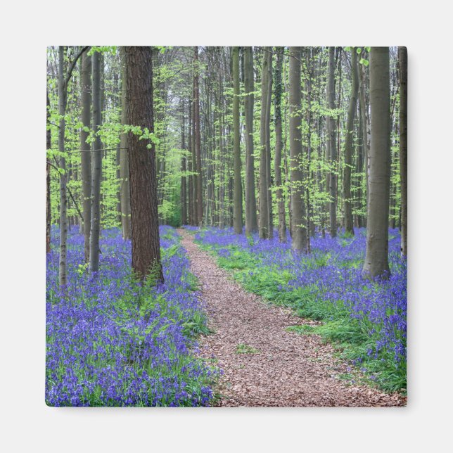 The Forest of Halle | Halle, Belgium Magnet (Front)