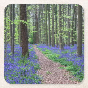 The Forest of Halle Halle, Belgium Square Paper Coaster