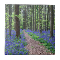 The Forest of Halle | Halle, Belgium
