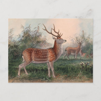 The Formosan Deer by Joseph Wolf Postcard