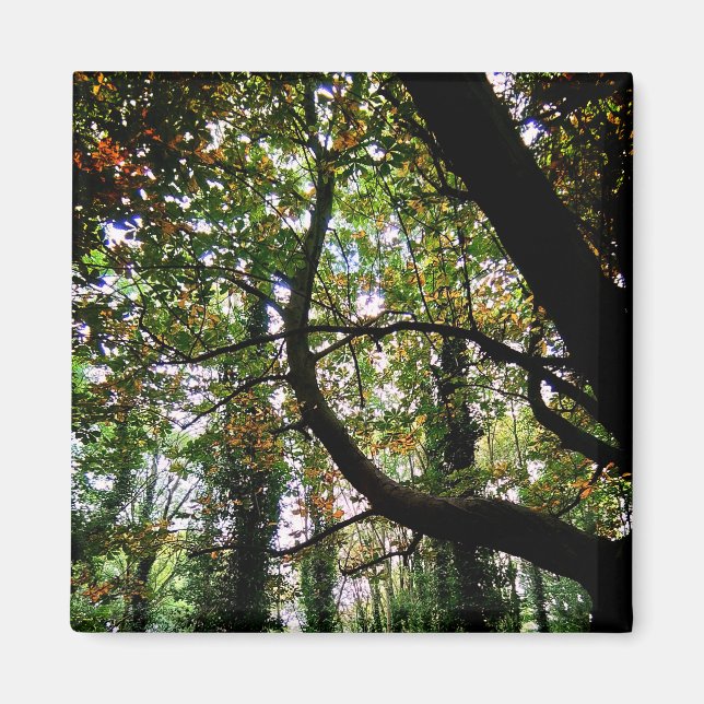 The forrest magnet (Front)