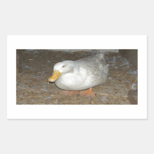 The freindliest duck on earth sticker