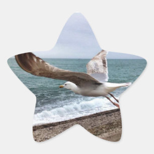 The French Etretat seagull Star Sticker