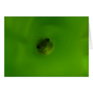 The Frog