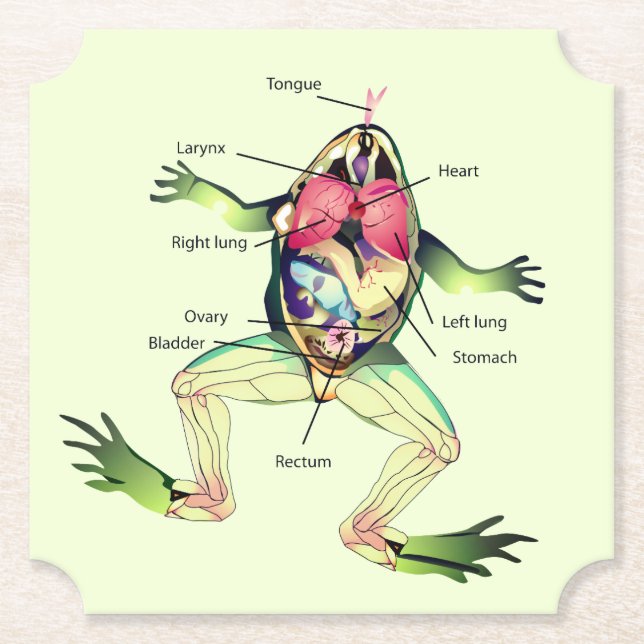 The Frog's Anatomy Green Paper Coaster (Front)