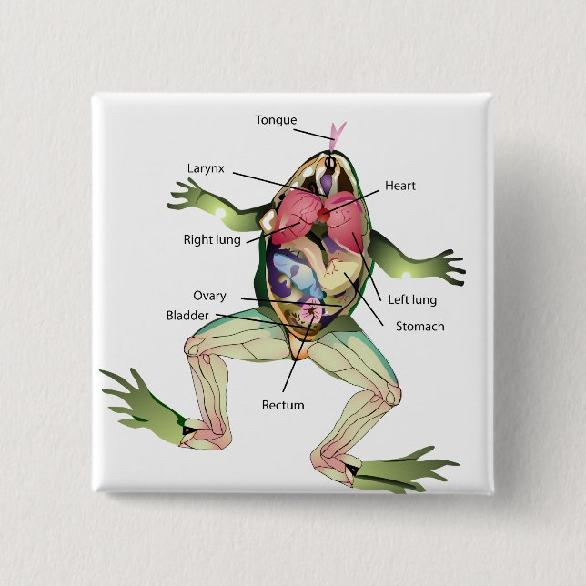 The Frog's Anatomy Illustration 2 Inch Square Button (Front)