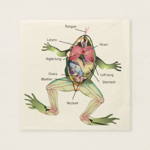 The Frog's Anatomy Illustration Napkin