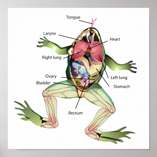 pregnant frog dissection