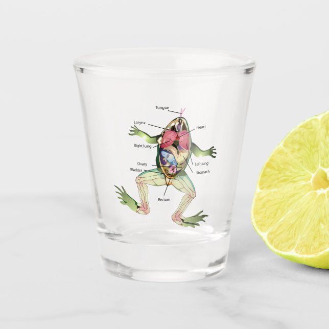 The Frog's Anatomy Illustration Shot Glass (Front)