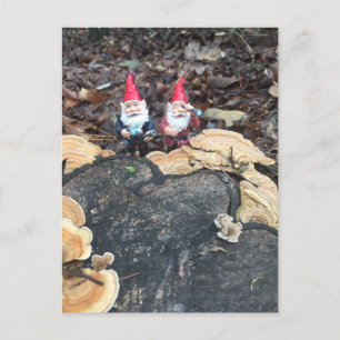 The Fungus Gnomes Postcard
