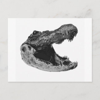 THE GATORS MAKe Postcard