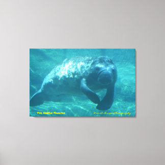 The Gentle Manatee Canvas Print