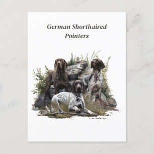 The German Shorthaired Pointer or Deutsch Kurzhaar Postcard