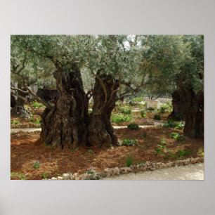 The Getsenmani garden in Jerusalem, the Holy City Poster