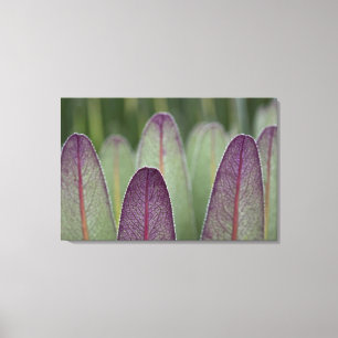 The Giant Lobelias Rwenzoris Canvas Print