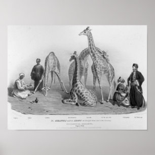 The Giraffes with the Arabs Poster