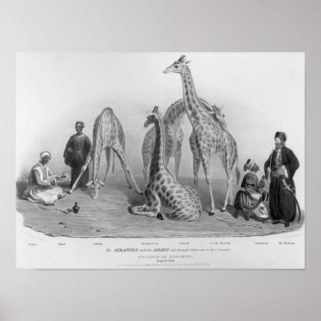 The Giraffes with the Arabs Poster (Front)