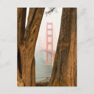 The Golden Gate Bridge   Trees from Overlook View Postcard