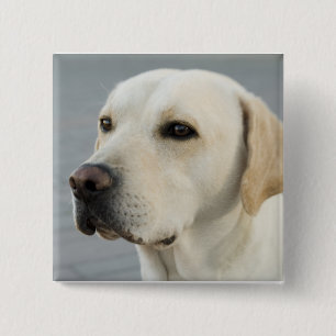 The Golden Labrador 2 Inch Square Button