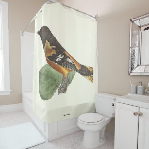 The Golden or Baltimore Oriole (Icterus galbula)
