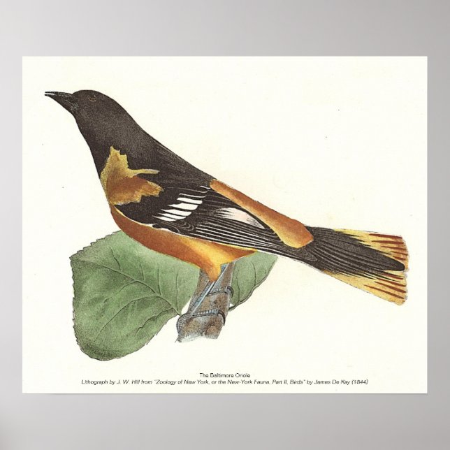 The Golden or Baltimore Oriole (Icterus galbula) Poster (Front)