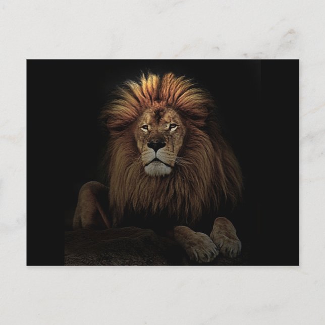 The Golden Proud  Lion Africa Postcard (Front)