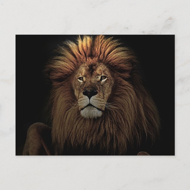 The Golden Proud  Lion Africa Postcard (Front)