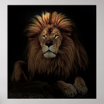The Golden Proud  Lion Africa